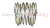 Basic morphology of the teeth