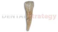 Aged mandibular lateral incisor (26)