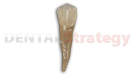 Aged mandibular second premolar (29)