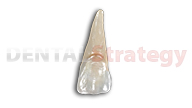 Young maxillary central incisor (9)