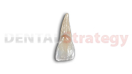 Young maxillary lateral incisor (10)