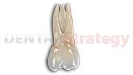 Young maxillary first molar (14)