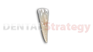 Young mandibular central incisor (24)