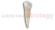 Young mandibular second premolar (20)