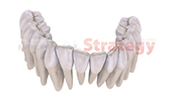 Morphology of the teeth